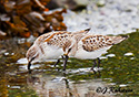 Calidris mauri